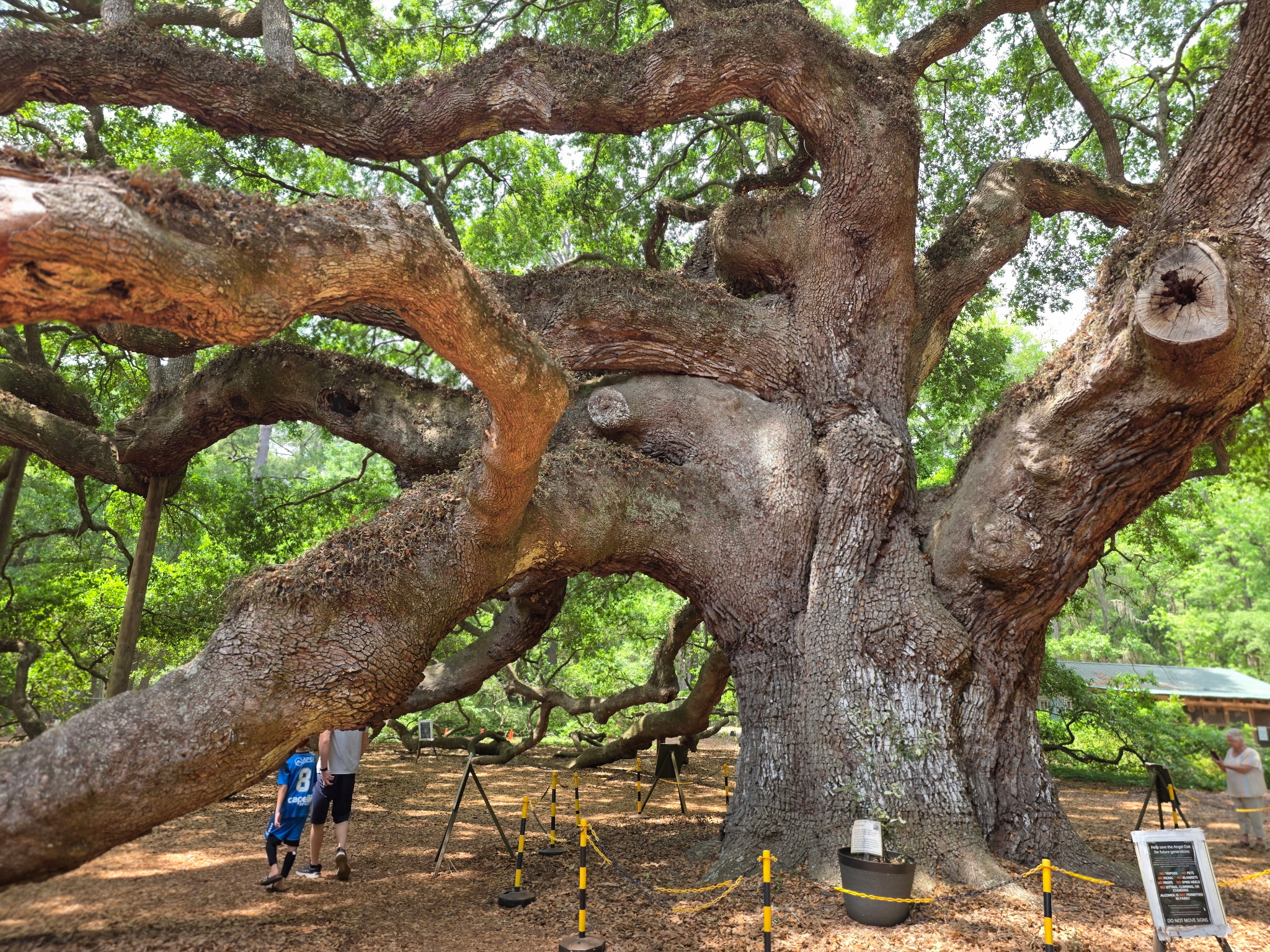 This is, indeed, a great tree | Fraser Sherman's Blog